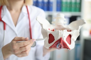 gynecologist showing layout of female pelvis with muscles closeup