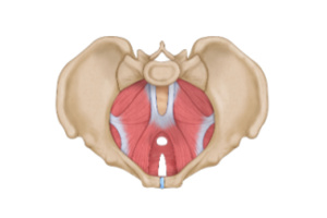 An illustration of pelvic muscles of women