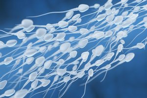 Human sperm cells